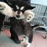 出售纯种阿拉斯加雪橇犬幼犬家养大型犬宠物狗活体南京犬舍保健康