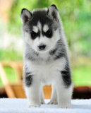 犬舍出售纯种哈士奇西伯利亚雪橇幼犬家养中型宠物狗活体长沙包邮