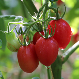 新鲜圣女果 小西红柿 非转基因 有机肥 现摘发货 500g