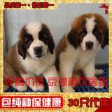 双赛级血统家养宠物狗 纯种巨型圣伯纳犬 救援护卫活体幼犬出售06