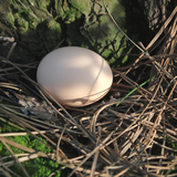 农家散养泰和乌鸡土鸡蛋非绿壳蛋柴鸡蛋鲜乌鸡蛋30枚装包邮供孕妇
