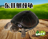 东非龟 活体宠物龟观赏龟 乌龟深水龟4-8cm全品开食特价侧颈龟