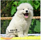 广州出售纯种萨摩耶幼犬 萨摩耶小狗幼犬宠物狗 纯白色中型犬狗