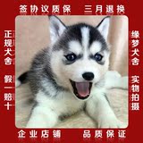 出售纯种哈士奇雪橇犬西伯利亚双蓝眼三把火哈士奇幼犬宠物狗狗