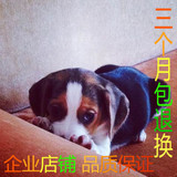 上海狗狗之家宠物店名犬舍纯种比格犬幼犬出售史努比狗狗米格鲁犬