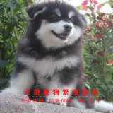 阿拉斯加犬幼犬 阿拉斯加狗雪橇犬巨型犬 宠物狗狗幼犬活体出售5