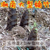 大型楠竹种 高达25米湖南毛竹种根翠竹国内最大型竹子种苗根茎