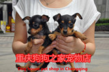 重庆狗狗之家宠物店名犬之家纯种铁包金小鹿犬迷你杜宾犬幼犬出售