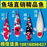 日本进口纯种锦鲤鱼 红白 大正 昭和 丹顶 活体 观赏鱼冷水淡水鱼