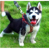 出售赛级纯种哈士奇雪橇犬西伯利亚双蓝眼三把火哈士奇幼犬宠物狗