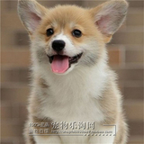 柯基犬 黄白色幼犬 纯种柯基狗 双血统活体 赛级宠物狗 视频挑选