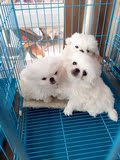出售纯种京巴犬幼犬北京犬小型犬白色公摊狗宠物狗狗活体狮子狗狗