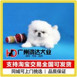 支持淘宝交易出售京巴犬幼犬 北京犬 狮子狗 纯种京巴狗狗 宠物狗