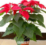 一品红圣诞红 圣诞花盆栽 向阳红 红艳美丽 年宵花卉 大盆栽成品