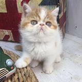 【萌猫舍】宠物活体 异国短毛猫加菲猫波斯猫 可爱红白繁妹妹