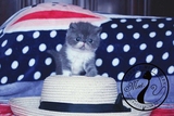【MEET Y】猫咪小屋 加菲猫 异短 异国短毛猫 宠物猫 蓝白弟弟