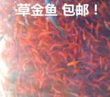 草金鱼活体 红草金鱼 饲料鱼 观赏鱼冷水鱼 全国发货 包损 包邮