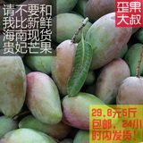海南 贵妃芒果5斤装新鲜包邮红金龙 小芒果三亚当季时令热带水果