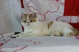 异国短毛猫 加菲猫宠物猫纯种加菲猫红白梵文妹妹 健康可爱育