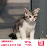 上海宠物活体小猫咪纯种美国短毛猫标斑虎斑美短加白立耳幼猫家养