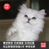 金吉拉宠物猫咪活体 宠物活体猫咪 纯白色金吉拉幼猫 纯种包健康