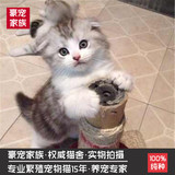 出售美国短毛猫 纯种银虎斑  起司猫 美短加白 宠物猫活体 幼猫