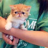 上海出售宠物猫幼猫纯种加菲猫宠物活体红白梵文异国短毛猫预定