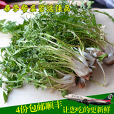 长白山新鲜山野菜野生婆婆丁嫩叶净菜250克蒲公英蔬菜