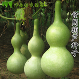 大酒葫芦食用葫芦种子  蔬菜种子春季种  春播蔬菜种子大葫芦种子