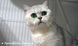 【猫の岛屿】英国短毛猫 祖母绿眼银色渐层种母 格格（非卖）