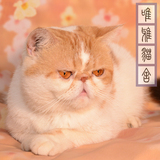 家养CFA注册血统纯种红虎斑白异国短毛猫赛级加菲猫宠物活体猫咪