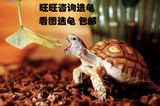 陆龟 活体龟 苏卡达 宠物龟 新手 吃菜 素食观赏 非巴西草龟水龟