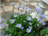 盆栽花卉蓝色玛格丽特/费利菊/蓝雏菊 大盆带花苞，清新淡雅