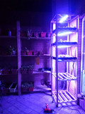 合鸣植物生长灯 补光灯层架育苗室内花卉多肉水草蔬菜大棚T5灯管