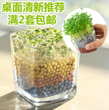 负离子办公室桌面玻璃瓶小盆栽水培心形草爱情草DIY创意迷你植物