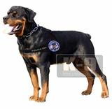 工作犬装备 犬胸背带  罗威纳犬 犬训练用品