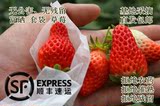 新鲜草莓2斤绿色有机水果穿衣套袋草莓奶油草莓甜宝草莓 限时包邮