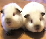 【喜马拉雅种】荷兰猪宝宝活体天竺鼠豚鼠南美洲进口种猪自家繁衍