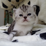 美国短毛猫银虎斑立耳公纯种宠物幼猫
