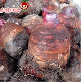 【乡村田园】正宗广西特产荔浦芋头槟榔香芋毛芋新鲜有机生鲜蔬菜