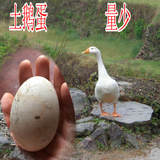 掌柜自家农家散养大白鹅 新鲜土鹅蛋草鹅蛋初生蛋处子蛋 量少质优