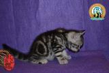 美国短毛 出售中小猫折耳纯种美短幼猫 活体宠物猫 赛级证书 立耳