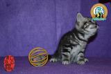 美国短毛 出售中小猫折耳纯种美短幼猫 活体宠物猫 赛级证书小公