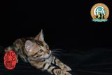 孟加拉豹猫幼猫金豹豹点活体包健康100%实物拍摄支持视频小猫出售