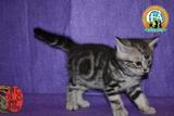 美国短毛 出售中小猫折耳纯种美短幼猫 活体宠物猫 赛级证书加白