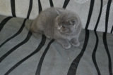 英短蓝猫出售中小猫折耳纯种蓝猫幼猫 活体宠物猫 赛级证书