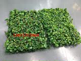 厂家直销尤加利草坪金钱叶草坪北京仿真草坪草球人造绿化米兰装饰