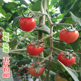 土特产千禧类小柿子小番茄圣女果孕妇新鲜水果洋柿子5斤包邮