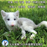 宠物狐狸 宠物狐狸活体 活体宠物 1000元以下 雪狐 白狐  银黑狐