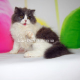 波斯猫宠物猫波斯猫蓝白波斯猫幼猫纯种波斯猫活体包邮